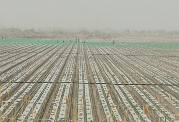 ξ��590����֮���¼����ִ�ũҵ���޹�˾���ж����η�������  ȫ������ũҵ�����徲