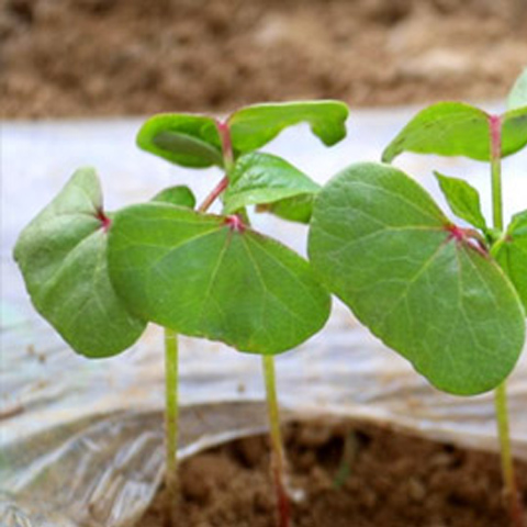 ���ַ���